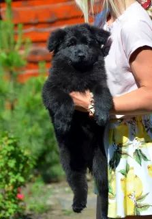 Photo №3. Chiots berger allemand à poil long, noirs et shabrack, 33 jours, FCI. Ukraine