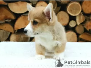 Photo №4. Je vais vendre welsh corgi en ville de Амстердам. annonce privée - prix - négocié