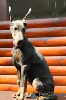 Photo №1. dobermann - à vendre en ville de Kiev | négocié | Annonce №11443