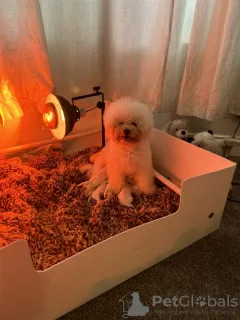 Photo №1. bichon à poil frisé - à vendre en ville de Nashville | 473€ | Annonce №101560