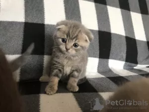 Photo №4. Je vais vendre scottish fold en ville de Pinsk. annonce privée - prix - négocié