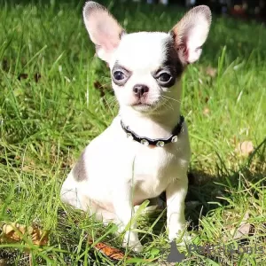 Photo №1. chihuahua - à vendre en ville de Middlesbrough | négocié | Annonce №30079