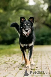 Photo №1. chien bâtard - à vendre en ville de Москва | Gratuit | Annonce №124215