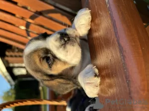 Photos supplémentaires: Chiots d'élite de parents titrés