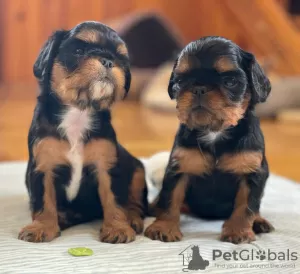 Photo №1. cavalier king charles spaniel - à vendre en ville de Jytomyr | 757€ | Annonce №64587