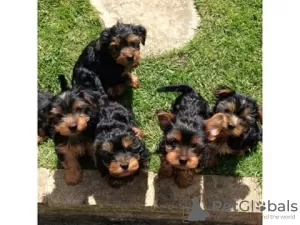 Photo №1. yorkshire terrier - à vendre en ville de Domodedovo | 400€ | Annonce №13440