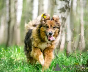 Photo №4. Je vais vendre chien bâtard en ville de Москва. de l'abri - prix - Gratuit