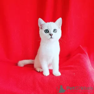 Photo №1. british shorthair - à vendre en ville de Nikolaev | 21€ | Annonce № 8328