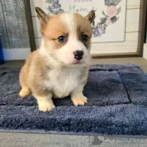 Photo №1. welsh corgi - à vendre en ville de Jastrzębia Góra | 390€ | Annonce №13595