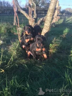 Photo №1. dobermann - à vendre en ville de Vilnius | 350€ | Annonce №36086