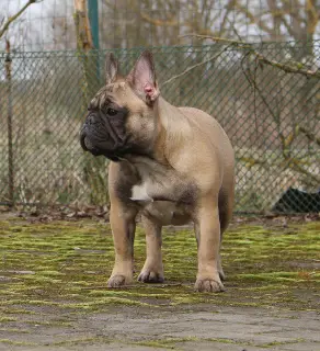 Photo №1. bouledogue - à vendre en ville de Lviv | Négocié | Annonce №3945