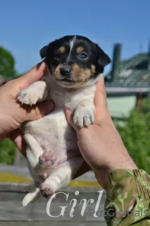 Photos supplémentaires: Chiots Jack Russell du chenil