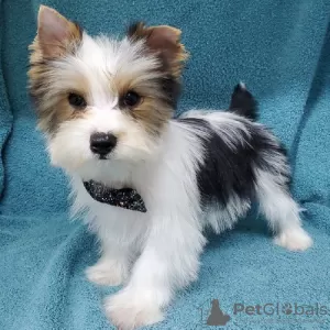 Photo №2 de l'annonce № 87065 de la vente yorkshire terrier - acheter à USA annonce privée