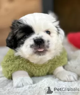 Photos supplémentaires: Chiots Pékinois à vendre