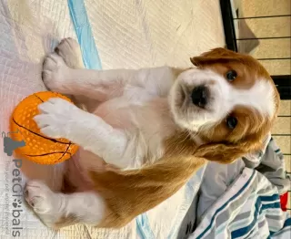 Photo №1. welsh springer spaniel - à vendre en ville de Vilnius | négocié | Annonce №118306