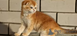 Photo №1. scottish fold - à vendre en ville de Anapa | négocié | Annonce № 104206