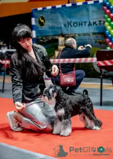 Photo №3. Chiots Schnauzer nain à vendre. Fédération de Russie