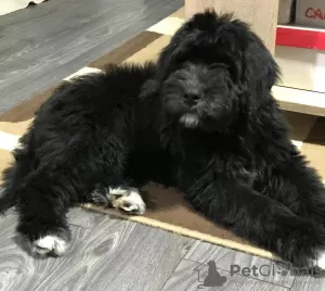 Photos supplémentaires: Bernedoodle f1