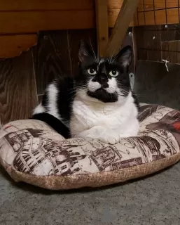 Photo №3. Le chat Vache cherche un foyer !. Fédération de Russie