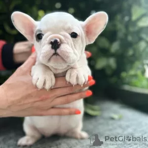 Photos supplémentaires: Magnifiques chiots bouledogue français à vendre mâle et femelle