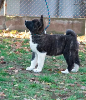 Photo №1. akita (chien) - à vendre en ville de Москва | négocié | Annonce №17686