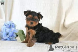 Photo №4. Je vais vendre yorkshire terrier en ville de Goslar.  - prix - 379€