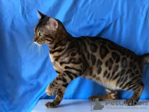 Photo №2 de l'annonce № 25659 de la vente bengal - acheter à USA annonce privée, de la fourrière, éleveur