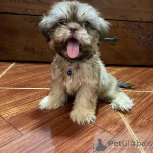 Photo №4. Je vais vendre shih tzu en ville de Livingston. annonce privée - prix - 510€