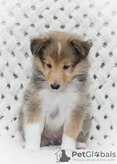 Photo №3. chiot sheltie. Fédération de Russie