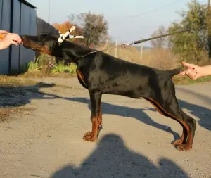 Photo №3. Chenil Doberman Kennel!. Ukraine