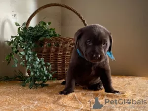 Photo №1. labrador retriever - à vendre en ville de Nordfjordeid | 350€ | Annonce №8219