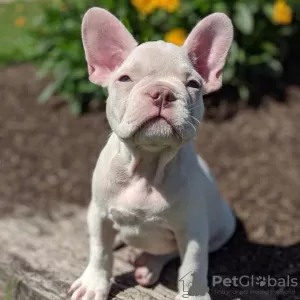 Photo №4. Je vais vendre bouledogue en ville de Berlin. annonce privée - prix - 331€