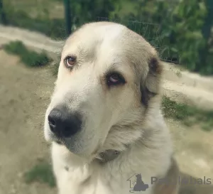 Photos supplémentaires: Hôtel pour chiens Spi-Eat-Pei, Ekaterinbourg