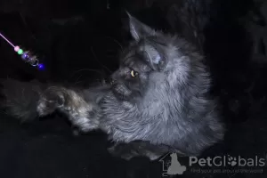 Photo №4. Je vais vendre maine coon en ville de Krasnoyarsk. de la fourrière - prix - 391€