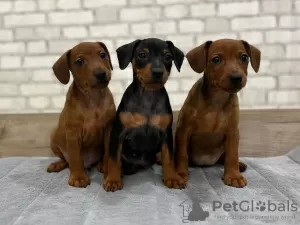 Photo №1. pinscher nain - à vendre en ville de Oklahoma City | négocié | Annonce №126300