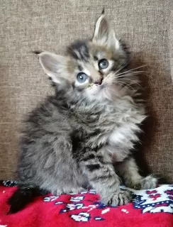 Photo №1. maine coon - à vendre en ville de Рославль | négocié | Annonce № 6972