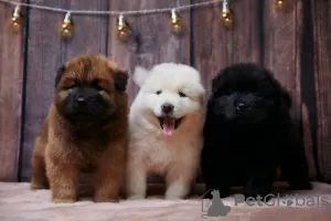 Photo №1. eurasier - à vendre en ville de Chelyabinsk | 1848€ | Annonce №62442