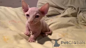 Photo №1. sphynx - à vendre en ville de Houston | négocié | Annonce № 67537