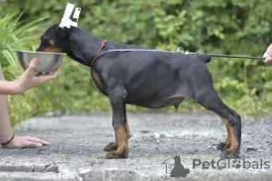 Photos supplémentaires: Chiots dobermans d'un charmant couple