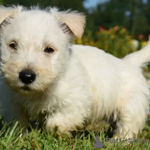 Photo №3. Chiots Terrier Écossais. Pologne