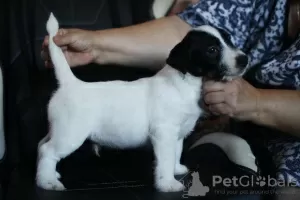 Photo №1. jack russell terrier - à vendre en ville de Saint-Pétersbourg | négocié | Annonce №26902