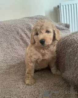 Photos supplémentaires: Mini Goldendoodles mignons - UN BEAU GARÇON À GAUCHE !!!