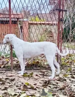 Photos supplémentaires: American Bulldog - chiennes à vendre