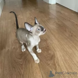 Photo №1. cornish rex - à vendre en ville de Бохум | 350€ | Annonce № 126786