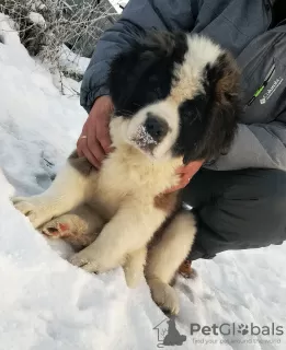 Photo №4. Je vais vendre saint-bernard en ville de Novosibirsk. annonce privée, éleveur - prix - 384€