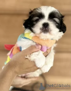 Photos supplémentaires: Chiots Pékinois à vendre