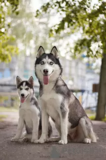 Photo №3. Husky sibérien. Ukraine