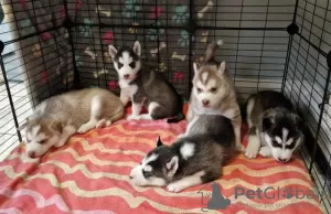 Photo №1. husky de sibérie - à vendre en ville de Cinco Ranch | 360€ | Annonce №112312