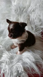 Photos supplémentaires: Mignon garçon chihuahua chocolat aux cheveux longs