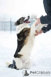 Photos supplémentaires: Merveilleux chien Hanik cherche une maison!